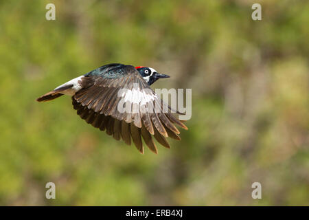 Eichel Spechte Melanerpes Formicivorus Santa Rita Mountains, Santa Cruz County, Arizona, USA 23 kann erwachsenen männlichen Stockfoto