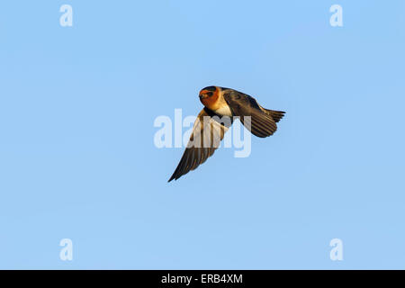 Klippe Schwalbe Hirundo Pyrrhonota Melanogaster Amado, Santa Cruz County, Arizona, USA 23 können Erwachsene im Flug. Stockfoto