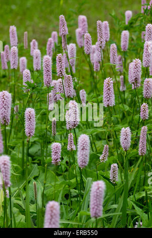 Selektiv fokussierten Schuss von der Mitte eines Patches die lange Blütezeit Persicaria Bistorta 'Superba' Stockfoto