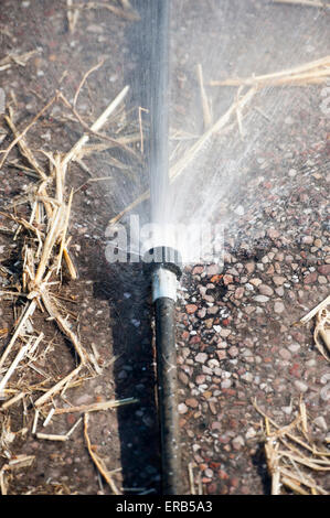 Wasser aus ein Leck in einem abgenutzten Schlauch Spritzen. UK Stockfoto