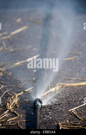 Wasser aus ein Leck in einem abgenutzten Schlauch Spritzen. UK Stockfoto