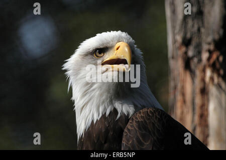 Weißkopf-Seeadler (Haliaeetus Leucocephalus), bekannt als der Nationalvogel der Vereinigten Staaten von Amerika am Zoo Prag. Stockfoto