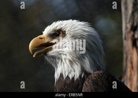 Weißkopf-Seeadler (Haliaeetus Leucocephalus), bekannt als der Nationalvogel der Vereinigten Staaten von Amerika am Zoo Prag. Stockfoto