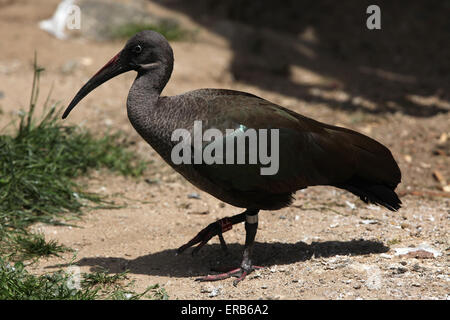 Hadada Ibis (Bostrychia Hagedash), auch bekannt als das Hadeda Ibis im Zoo Prag. Stockfoto