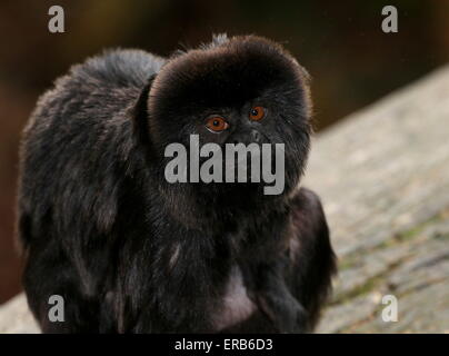 South American Goeldi Marmoset Affen (Callimico Goeldii) Stockfoto