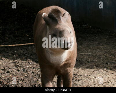 South American Flachland Tapir oder brasilianische Tapir (Tapirus Terrestris) Stockfoto