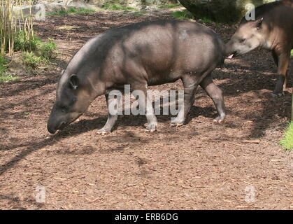 Schlepptau südamerikanischen Tiefland Tapire oder brasilianischen Tapire (Tapirus Terrestris) Stockfoto