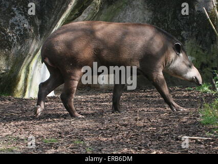 South American Flachland Tapir oder brasilianische Tapir (Tapirus Terrestris) Stockfoto