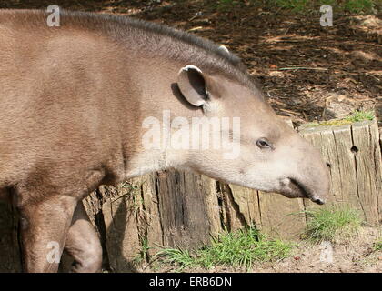 South American Flachland Tapir oder brasilianische Tapir (Tapirus Terrestris) Stockfoto