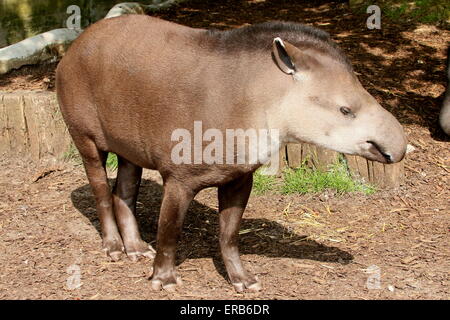 South American Flachland Tapir oder brasilianische Tapir (Tapirus Terrestris) Stockfoto