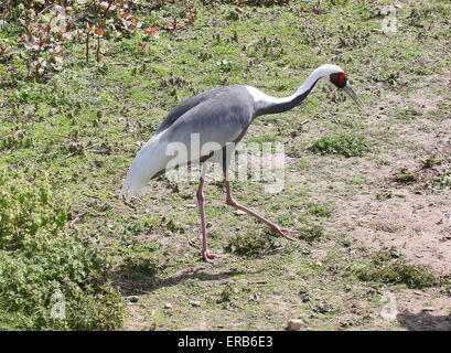 White-Himalaja-Kranich (Grus Vipio) asiatische auf Nahrungssuche Stockfoto