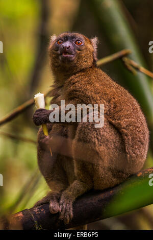 Ein Porträt von einem größeren Bambus Lemur, Ranomafana Nationalpark, Madagaskar. Stockfoto