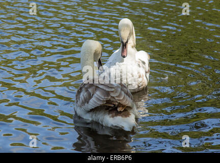 Swan und Cygnets Tehidy Woods, Cornwall, England Stockfoto