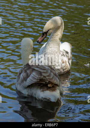 Swan und Cygnets Tehidy Woods, Cornwall, England Stockfoto