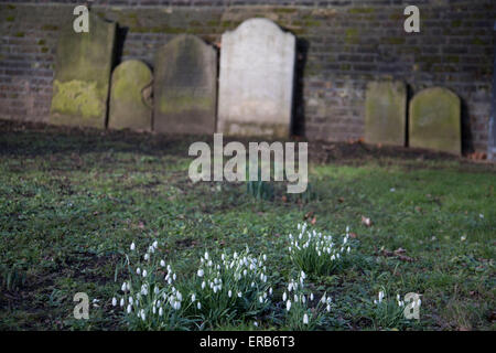 Zeichen des Frühlings als Schnee Tropfen wachsen in einem sehr kleinen Park mit alten Grabsteinen der alten Backstein-Mauern in Wapping gelehnt Stockfoto