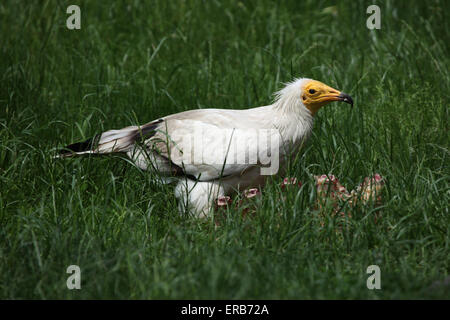 Schmutzgeier (Neophron Percnopterus), auch bekannt als der weiße Scavenger Geier am Zoo Prag. Stockfoto