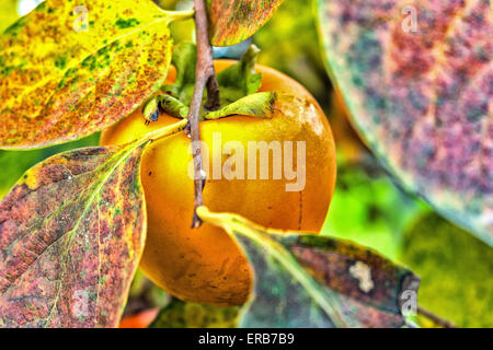 Kaki, Diospyros Kaki, Baum: braune Zweige und Orangenfrucht unter den grünen Blättern in italienischen Landschaft Stockfoto