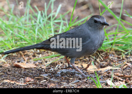 Graue Catbird (Dumetella Carolinensis) Stockfoto