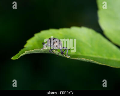 Macro.Hylobius Abietis großen Kiefern Rüsselkäfer Makro. Stockfoto