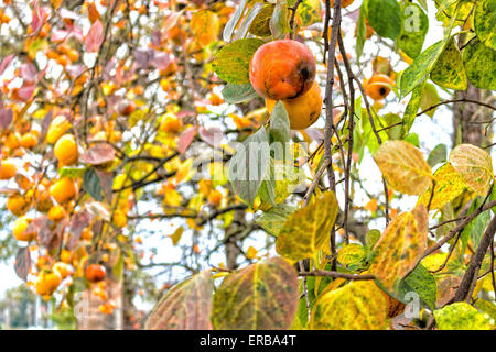 Kaki, Diospyros Kaki, Baum: braune Zweige und Orangenfrucht unter den grünen Blättern in italienischen Landschaft Stockfoto