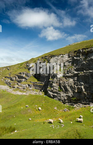 Wales, Carmarthenshire, Mynydd Du, Foel Fawr Schafbeweidung in alten Kalksteinbruch Stockfoto