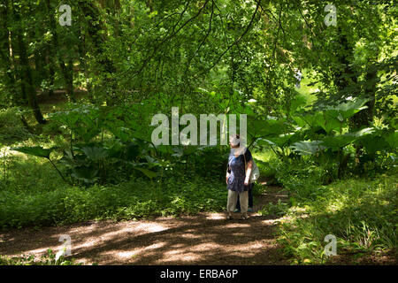 Wales, Carmarthenshire, Llangathen, Aberglasney Wald Garten Besucher unter riesigen Gunnera Manicata Stockfoto