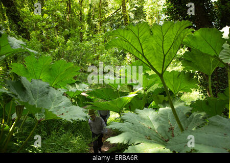 Wales, Carmarthenshire, Llangathen, Aberglasney Wald Garten Besucher unter riesigen Gunnera Manicata Stockfoto