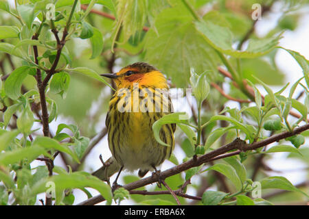 Cape May Grasmücke (Setophaga Tigrina) während der Frühjahrswanderung. Stockfoto