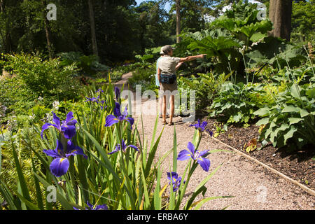 Wales, Carmarthenshire, Llangathen, Aberglasney Gärten, Schwertlilien und Besucher im Wald Garten Stockfoto