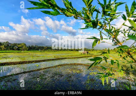 Neu gepflanzte Reis Sämlinge in Reisfeldern.  Ländlichen Idylle. Stockfoto