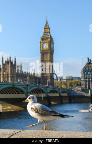 Möwe mit Big Ben und Westminster Bridge auf Hintergrund Stockfoto