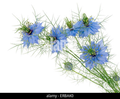 Schönes Häuschen Gartenpflanze. Love-in-a-Mist Nigella Damascena. Isoliert auf weiss. Stockfoto