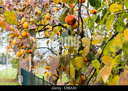Kaki, Diospyros Kaki, Baum: braune Zweige und Orangenfrucht unter den grünen Blättern in italienischen Landschaft Stockfoto