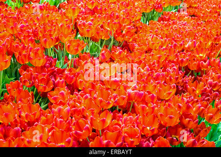 A lot of beautiful tulip flowers seen in a garden Stockfoto