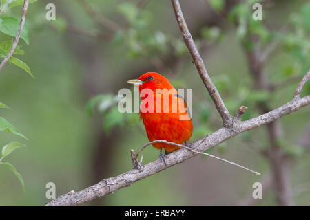 Männliche Scarlet Tanager (Piranga Olivacea) Stockfoto