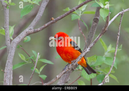 Männliche Scarlet Tanager (Piranga Olivacea) Stockfoto