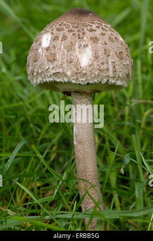 Parasol Pilz, Macrolepiota Procera, Pilze wachsen auf dem Boden in Wiese unter Lärchen, Flotte Tal, Dumfries & Galloway, Schottland Stockfoto