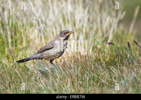 Austral Soor Turdus Falklandii, Jugendkriminalität, Nahrungssuche auf Grünland, New Island, Falkland-Inseln im Dezember. Stockfoto