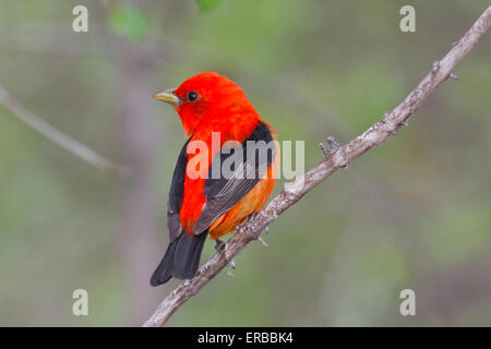 Männliche Scarlet Tanager (Piranga Olivacea) Stockfoto