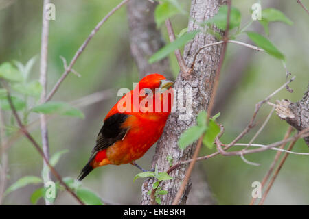 Männliche Scarlet Tanager (Piranga Olivacea) Stockfoto