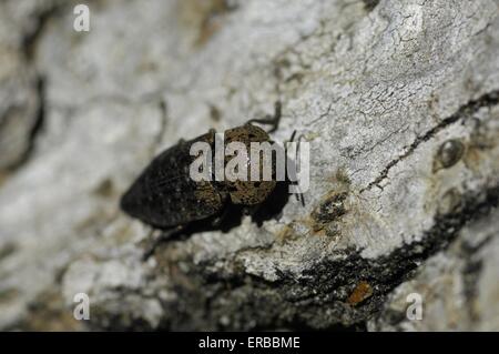 Metallische Holz Borer - Dock Käfer (Capnodis Tenebricosa) auf Rinde Provence - Frankreich Stockfoto