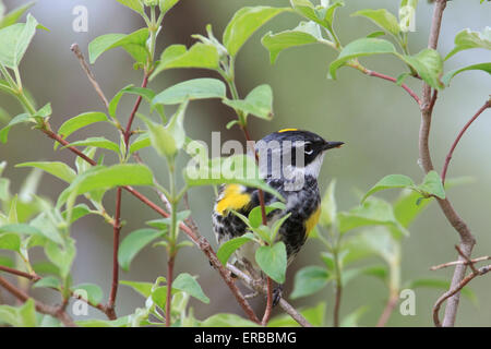 Gelb-Psephotus Grasmücke (Setophaga Coronata) in den Bäumen während der Frühjahrswanderung Stockfoto