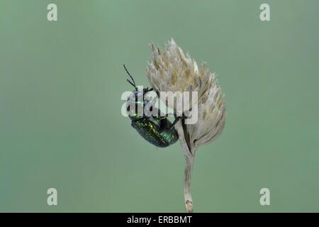 Chrysomelid - zylindrische Getreidehähnchen (Randzone Fühler) im Sommer Vaucluse - Provence - Frankreich Stockfoto