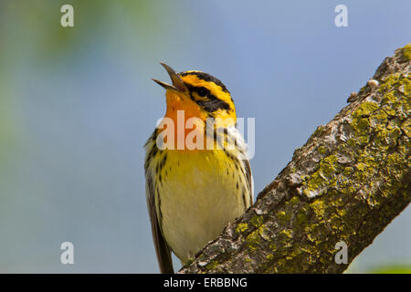 Blackburnian Warbler (Setophaga Fusca) während der Frühjahrswanderung. Stockfoto