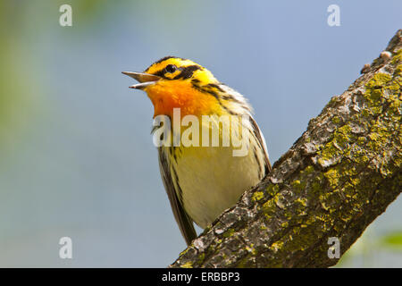 Blackburnian Warbler (Setophaga Fusca) während der Frühjahrswanderung Stockfoto