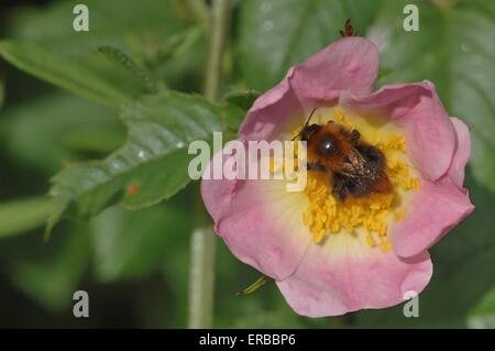 Hummel (Bombus sp) sammeln Nektar auf Blume der Hundsrose (Rosa Canina) Stockfoto