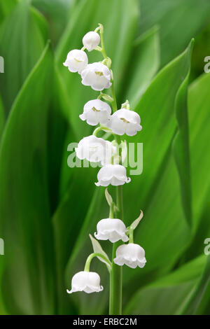 Maiglöckchen Stockfoto