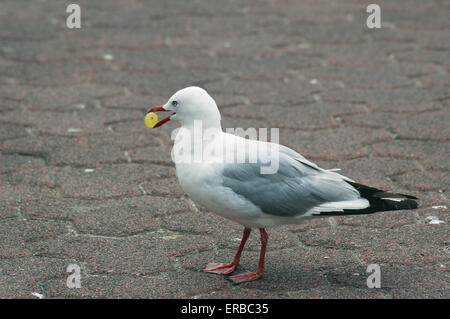 Seagull eine Traube Essen. Stockfoto