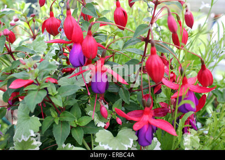 Nachgestellte Fuchsia 'Dark Eyes' Stockfoto