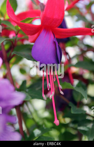 Nachgestellte Fuchsia 'Dark Eyes' Stockfoto